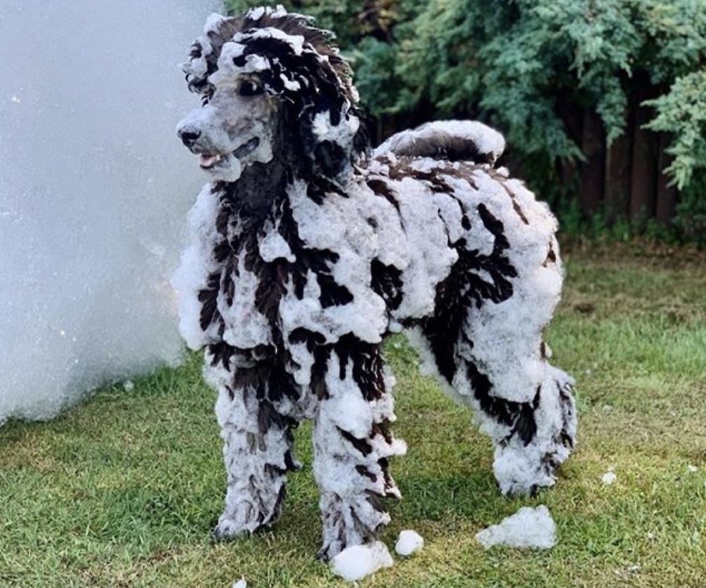 Dog at a foam party