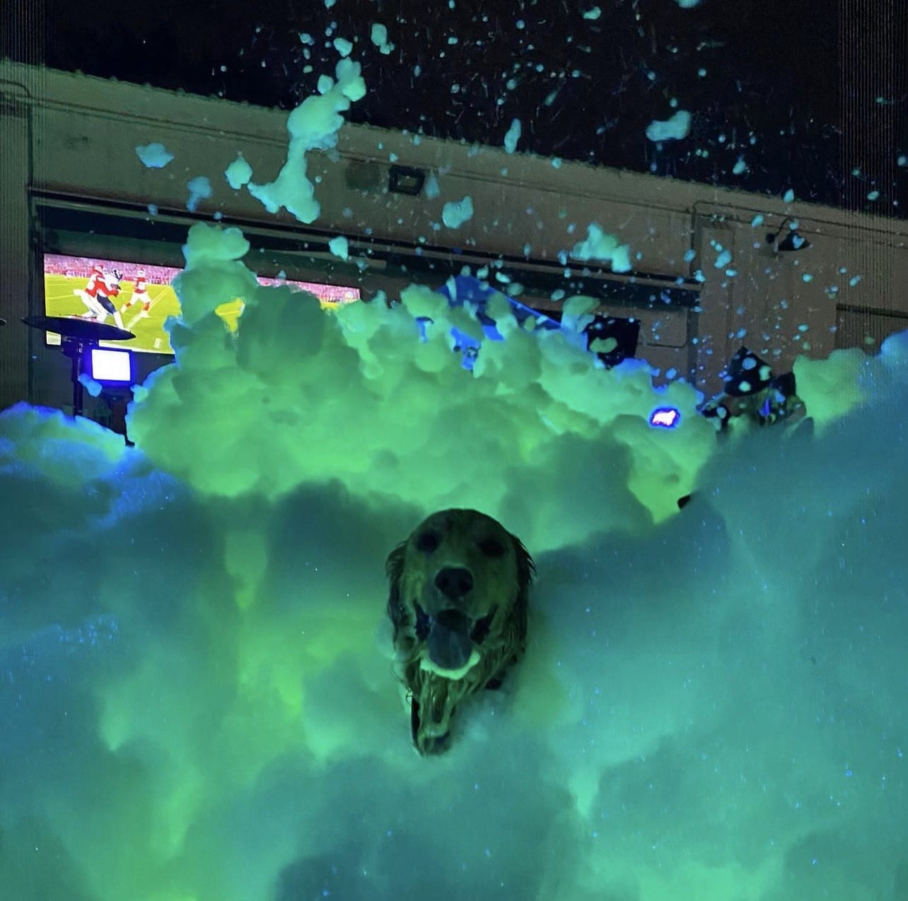 UV glow in the dark foam party with a dog